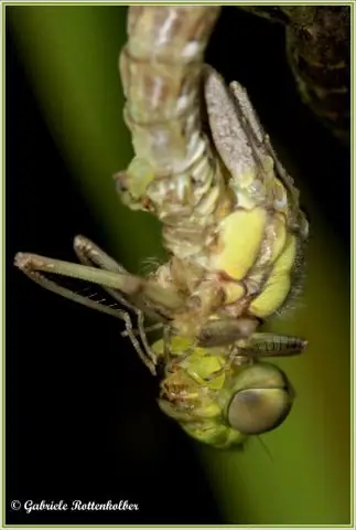 Первые несколько миллиметров края листа идентифицируют виды пальм в новом ключе к Syagrus