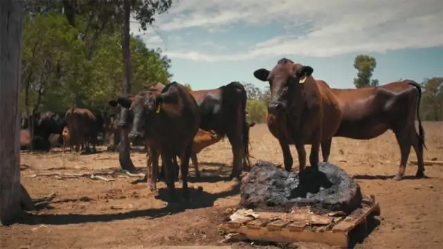 Глобальная диета и методы ведения сельского хозяйства «должны измениться ради окружающей среды»
