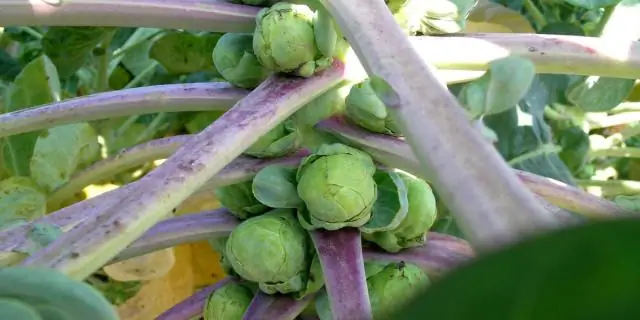 Пространственная база данных о мировом производстве риса для решения вопросов исследований и политики в области продовольственной безопасности