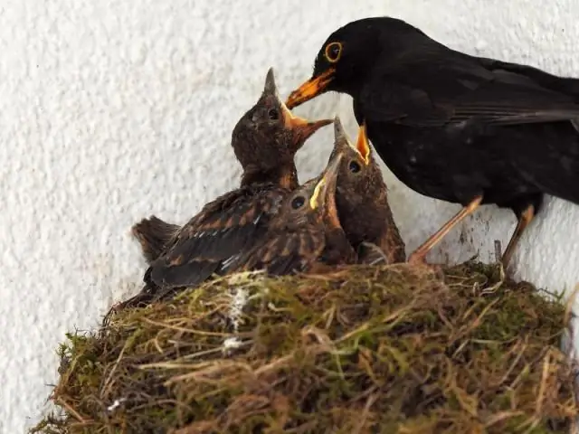 Все птицы работают вместе, чтобы охотиться, когда маршируют армейские муравьи