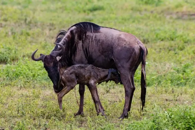 Смерть мигрирующих антилоп гну – ключ к динамичной экосистеме Серенгети