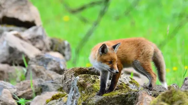 Может ли иногда обманывать? Осы, которые не опыляют инжир, могут процветать, если остаются безнаказанными