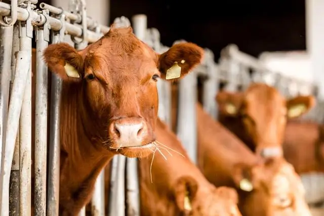 Телята, зачатые зимой, работают лучше