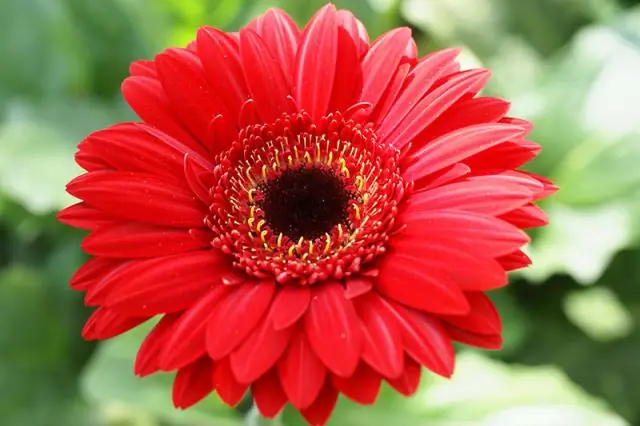 Жаркое лето часто посещает Европу, Западную Азию и Северо-Восточную Азию после середины 1990-х годов