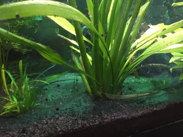 Водоросли: последний рубеж