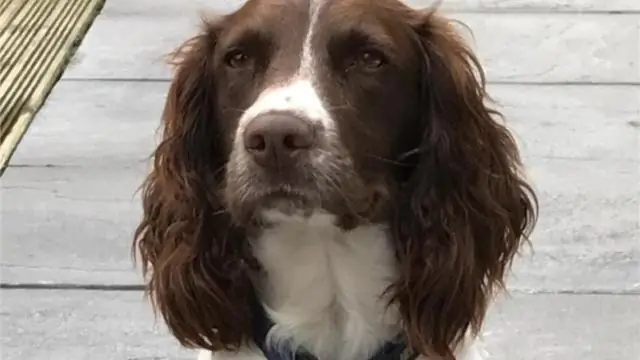 Собаки вынюхивают химические вещества, которые идентифицируют человеческие останки