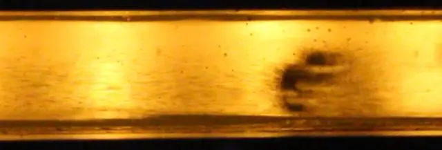 Биолог разработал новый метод расчета популяций неуловимых видов