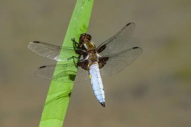 Экологические идеи улучшают разложение растительной биомассы микроорганизмами