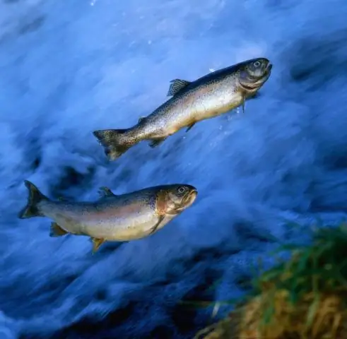 Клетки в спинномозговых дисках рыб восстанавливаются: механизм восстановления может быть задействован в наших телах