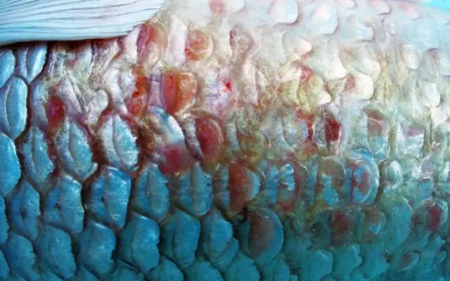 Как собираются бактериальные органеллы: структура белковой оболочки микрокомпартментов может помочь исследованиям в области биоэнергетики, патогенеза и биотехнологии