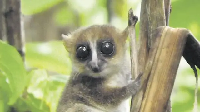 Обнаружено ранее неизвестное разнообразие лесных куниц