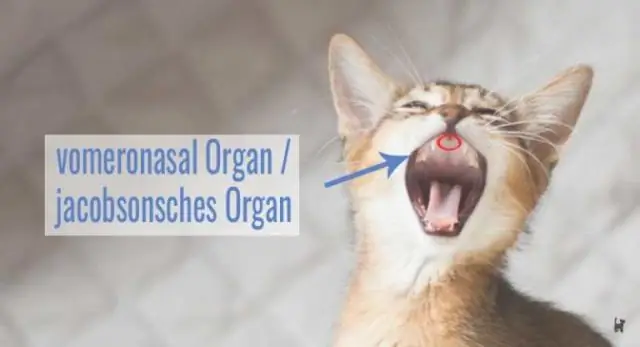 Как феромоны вызывают женское сексуальное поведение: отдельные нейронные цепи преобразуют химические сигналы в определенное поведение