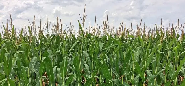 Биопластик, полученный из соевого белка, который может поглощать до сорока раз больше собственного веса