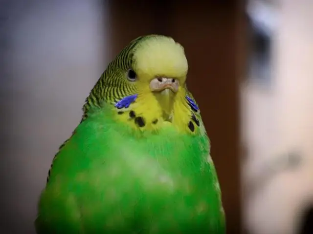 Беда быть красивой птицей