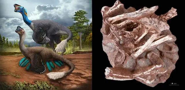 Задумчивые динозавры: овирапторозавры инкубировали свои яйца вместе со своими телами в пределах 35-40&deg; диапазон C