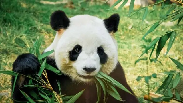 Крошечный клещ убивает популяцию медоносных пчел Нью-Йорка и угрожает урожаю фруктов и овощей