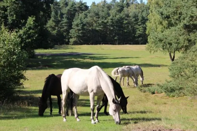 Исследование ржавчины сои позволит селекционерам адаптировать сорта, устойчивые к местным патогенам
