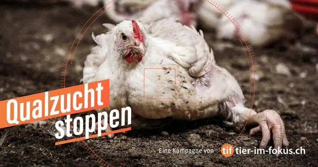 Медленнорастущие пондерозы переживают вспышки нашествия горного соснового лубоеда