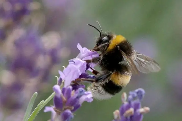 Шмели мчатся за более крупными цветами: размер цветка имеет значение, когда шмели осваивают новые маршруты поиска пищи