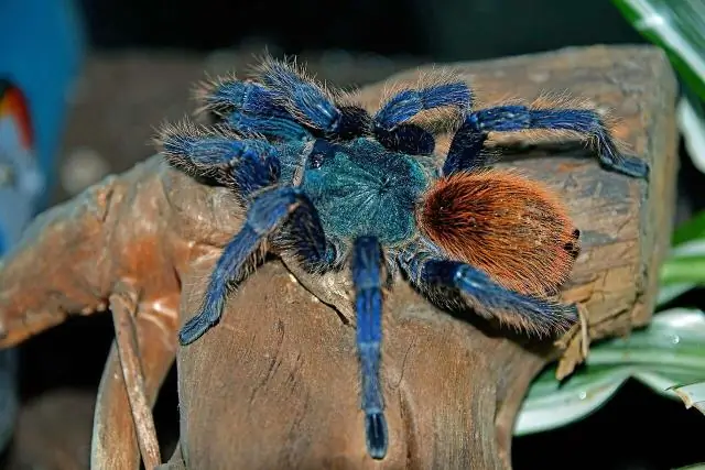 Удивительные открытия о свойствах крыльев бабочки