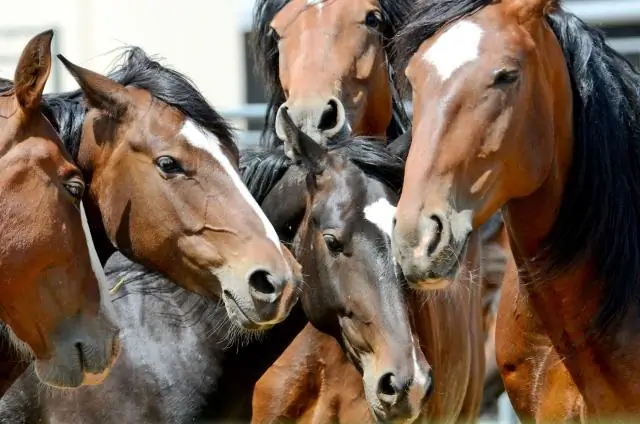 Оптимизация графиков вакцинации лошадей: Иммунный ответ в раннем возрасте у жеребят