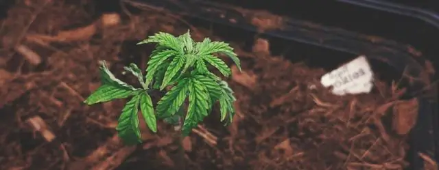 Низкая температура увеличивает риск повреждения ДНК УФ-излучением