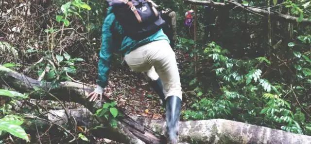 Через ископаемые листья шаг к Парку Юрского периода