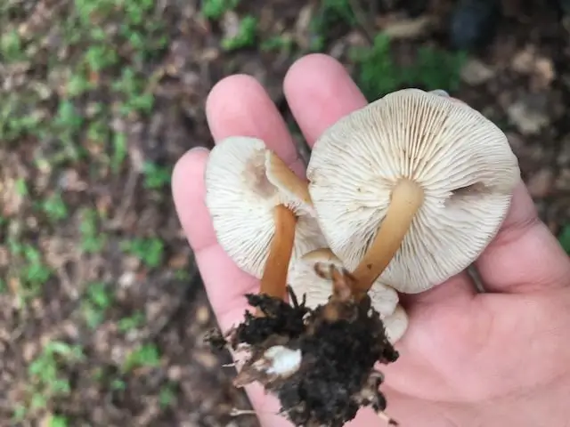 Древние грибы могут помочь будущим северным лесам Канады: новые подсказки о том, как деревья адаптируются к изменяющемуся климату