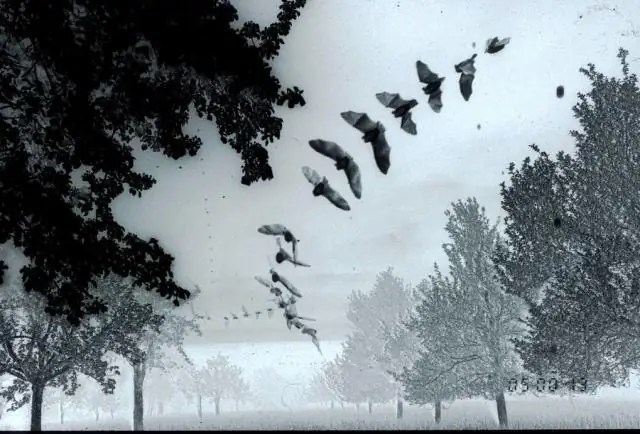 Winging it: Как летучие мыши перехитрили свою добычу?