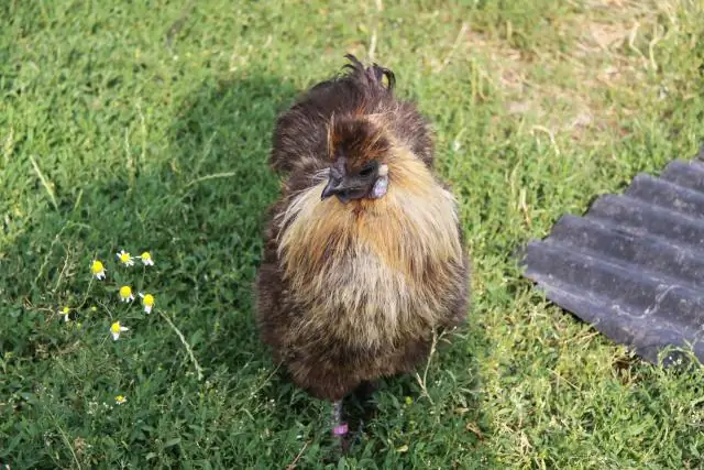 При повышении температуры японским перепелам нужен ветерок