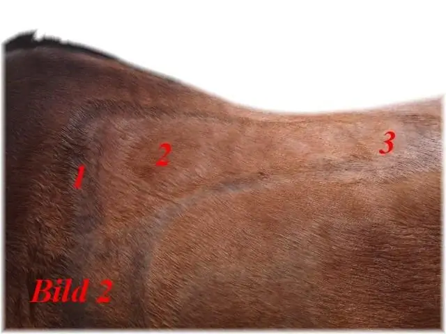 От сухого к дождливому: количество осадков может резко увеличиться в африканском Сахеле