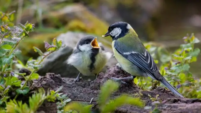 Изменение климата угрожает домашним видам пчел