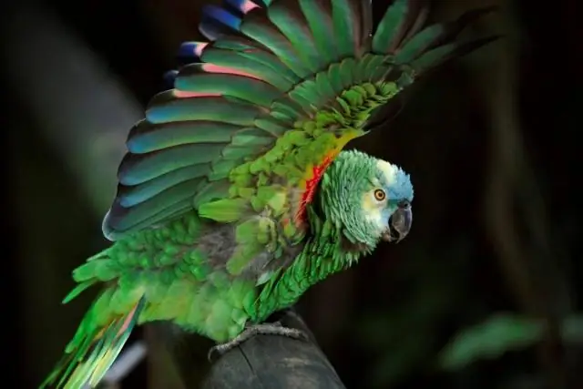 Миграционные гены птиц обусловлены географией