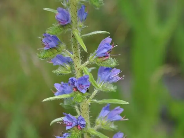 Как растения растут подобно человеческому мозгу