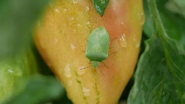 Насекомые-подстилки могут защитить запасы шоколада: микробиом материнских деревьев защищает молодые деревья от болезней