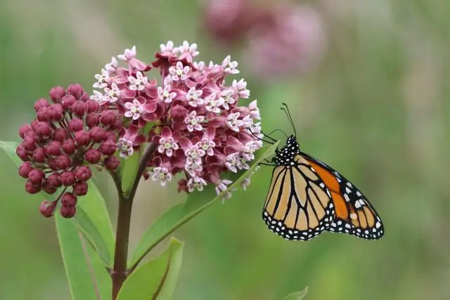 Паразитоиды бабочек-монархов обнаружены гражданской наукой: «беспрецедентный взгляд» на присутствие паразитоидов в экологии личинок монархов