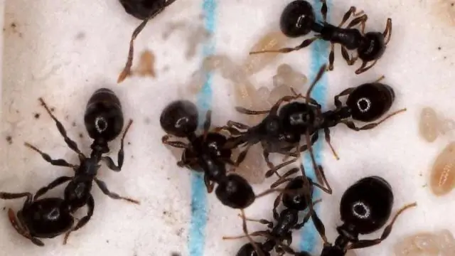 В отцовстве миролюбивые бонобо не распространяют любовь