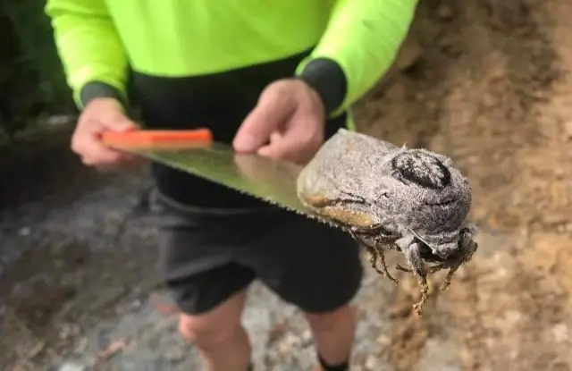 Насекомое «анти-антиафродизиак» сообщает самцам, когда самки готовы к спариванию