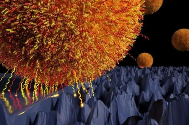 Бактерии на поверхностях: Прочность сцепления не зависит от размера площади контакта