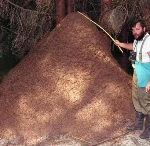 Муравьи строят тонущие Эйфелевы башни, пытаясь убежать: структура создана, потому что муравьи ведут себя как автомобили на переполненной парковке