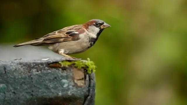 Приморские воробьи, застрявшие между хищниками, поднимающееся море