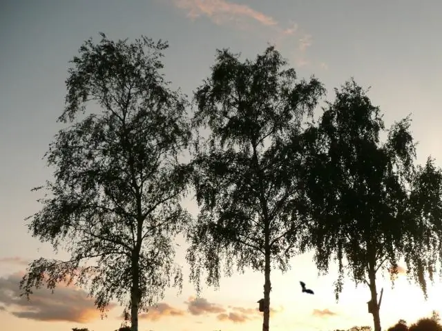 Изучаем, как летучие мыши охотятся в полете