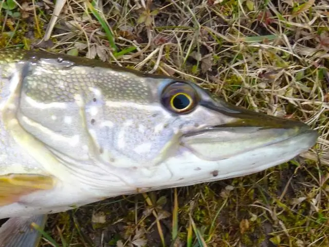 Рыбы-самки предпочитают средних активных любителей: Мачо приветствуются только тогда, когда самки рыб-москитов находятся в группе