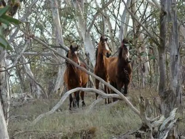 Откачка подземных вод приводит к высыханию ручьев Великих равнин, что приводит к вымиранию рыбы