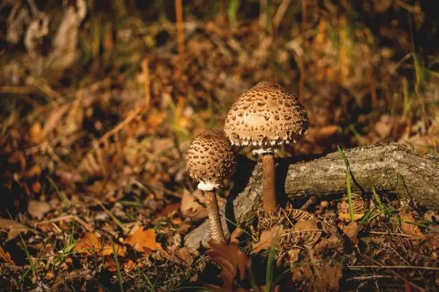 Ботаники обнаружили сотни видов грибов в глубоководных коралловых экосистемах