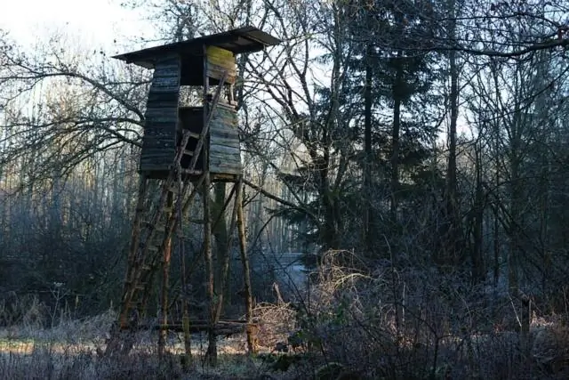 За зелеными глазами: Новый вид глубоководного краба-отшельника нашел себе необычное убежище