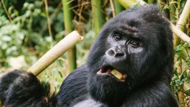 У горных горилл есть вирус герпеса, похожий на тот, что обнаружен у людей: вирус Эпштейна-Барра у горилл может дать ключ к сохранению и заболеванию человека