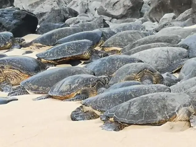 Хитовая песня о любви для жаб