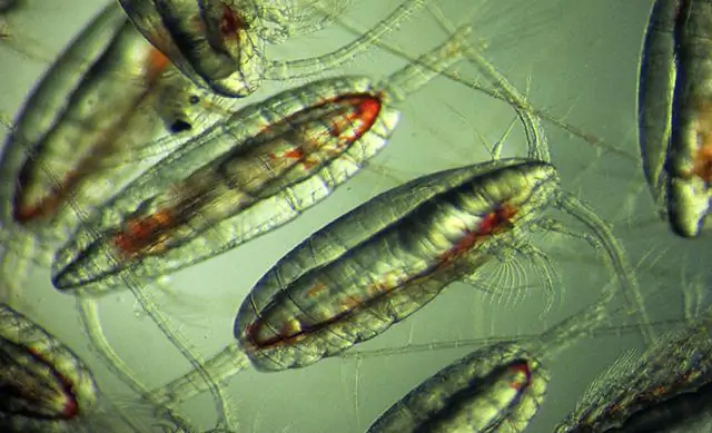 Генетические часы видов зоопланктона регулируют то, что, вероятно, является крупнейшим ежедневным перемещением биомассы в мире