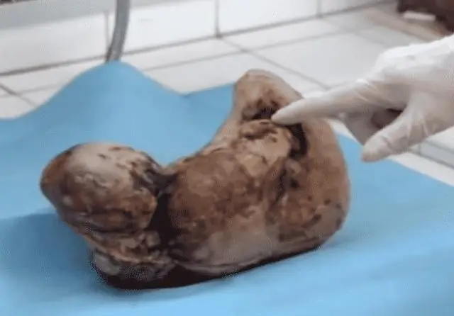 Нейронный переключатель для превращения в альфа-самца